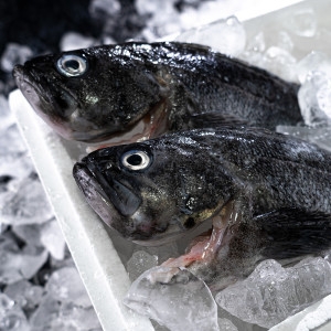 GFresh ������ �뿵 ���� Ȱ �췰 1kg ����