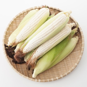 경북의령 햇 찰옥수수(미백2호) 12cm내외
