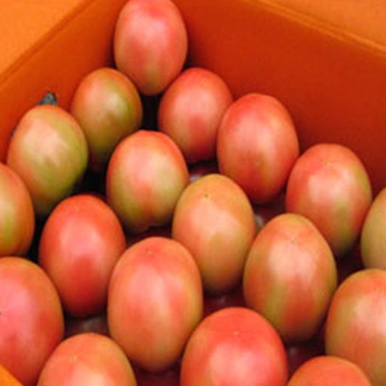 명품 찰토마토 중소과 5kg (1개)
