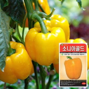  화분월드 소니아골드 씨앗 10립  피망 파프리카 채소씨앗