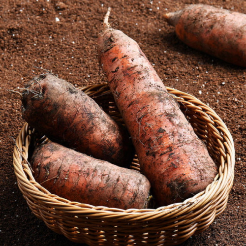 자연맛남 제주 구좌 흙당근 중 10kg