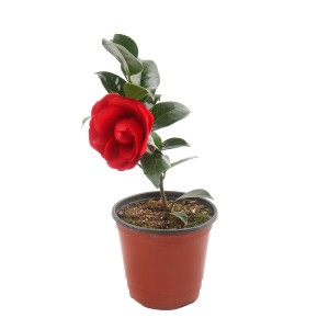 갑조네 동백나무 소품 애기동백 겨울꽃 겹동백_이미지