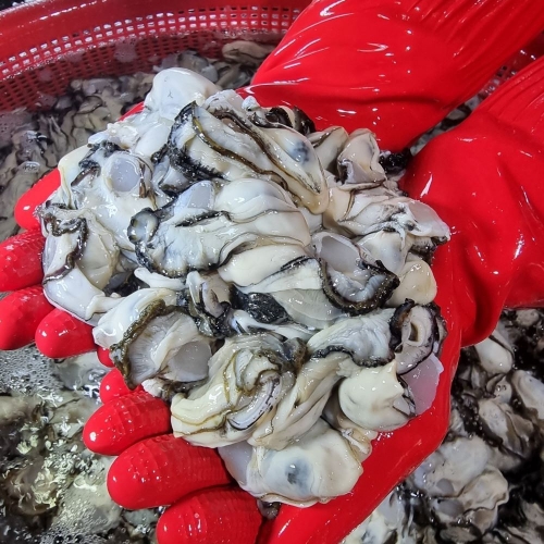 평화수산 통영 생굴 1kg (1개)_이미지