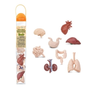 사파리엘티디 689304 인간의 장기 튜브 Human Organs 트렌디 감성의 스마트한 쇼핑공간