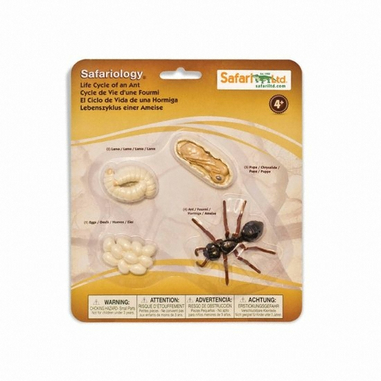 사파리LTD ㅤ개미의성장과정_이미지