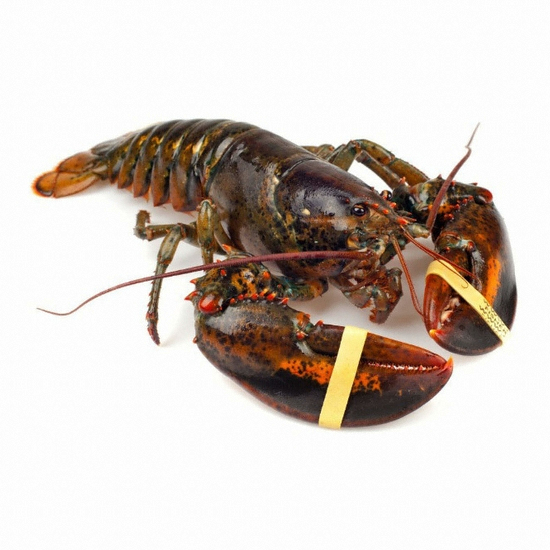 라이브 랍스타 500g