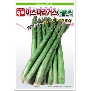 아시아종묘 아스파라거스씨앗종자 아틀란틱 4000립_이미지