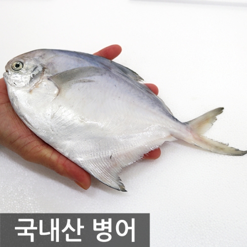 여수고기 국내산 병어 20마리 4마리 5팩이미지입니다. 누르면 해당 게시물로 새창이동합니다.