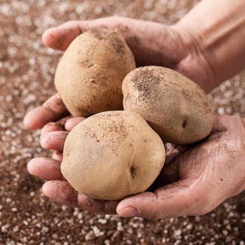 맛딜 포슬포슬 국내산 햇 감자 대 5kg (1개)