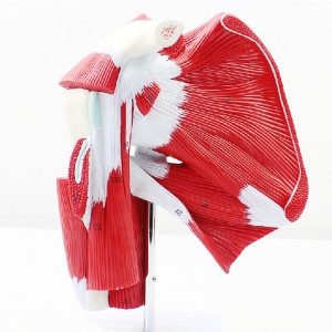 [불명] 인체 어깨 관절 근육모형 관찰수업 인체모형 과학교구_이미지