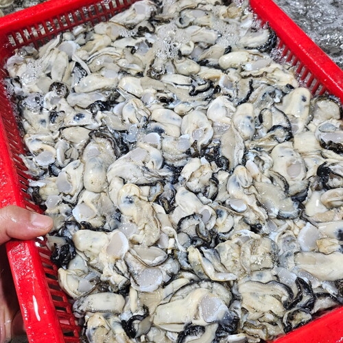 해다원 당일작업 통영 햇 생굴 깐굴 산지직송 대굴 1kg (1개)