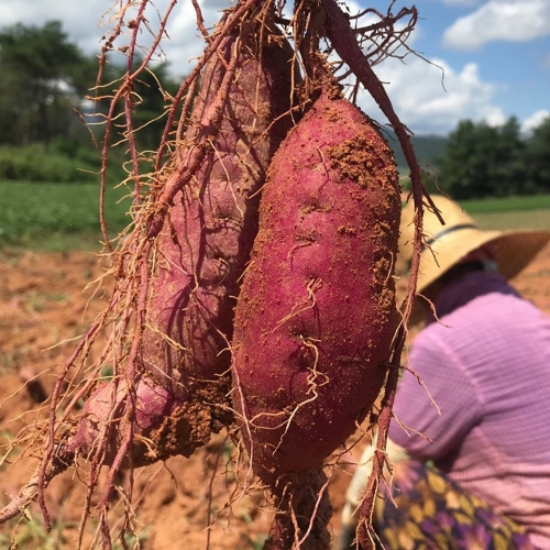 자연품애 해남 햇꿀고구마 10kg 대왕