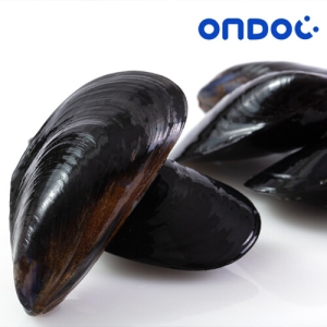 손질 세척 생 홍합 10kg