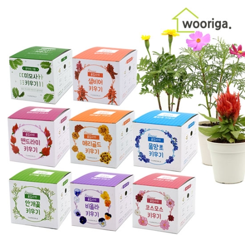 미니화분 키우기  미모사 물망초 맨드라미 마리골드 외