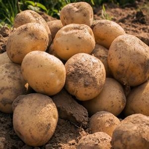 산정마을 햇 수미감자 중 3kg (1개)_이미지
