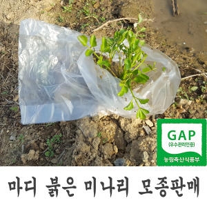 23호형제미나리마디붉은미나리모종판매_이미지