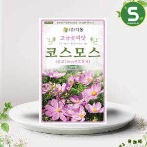 다농 중간키 코스모스분홍색 씨앗 70cm 100립_이미지