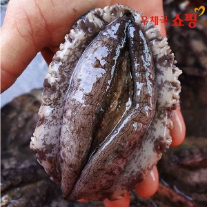 우체국쇼핑 싱싱해 완도 활전복 1kg 특대_이미지