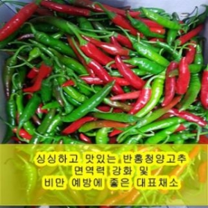 야과몰 싱싱 반홍 청양고추 1kg_이미지