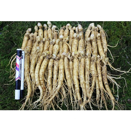 �ݻ��λ� ��� 2ȣ �� 750g