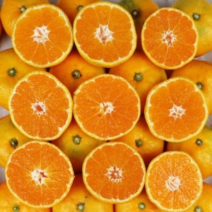 멸치쇼핑 제주 노지감귤 소과 10kg