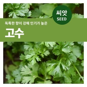 마이플랜트 고수 씨앗 채소키우기_이미지