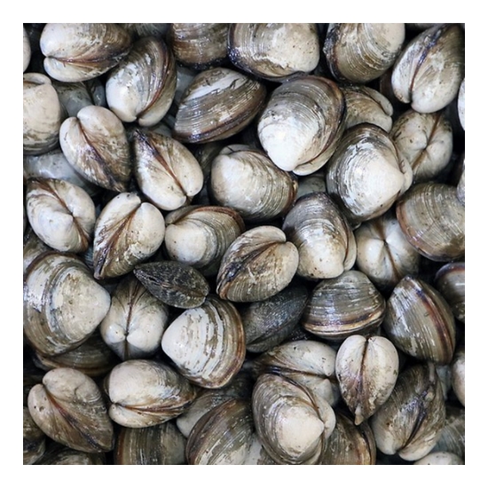 하전바지락 고창 하전갯벌 동죽 조개 1kg (1개)_이미지