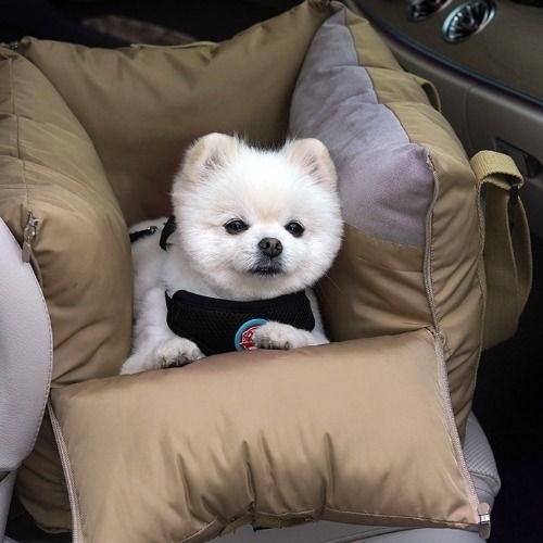 패리스독 스마일 캐리어겸용 카시트 M_이미지