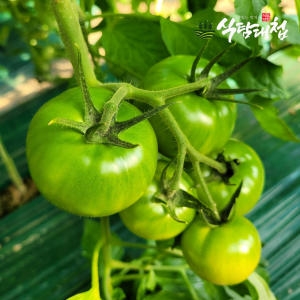대저 짭짤이 토마토 소과 2.5kg