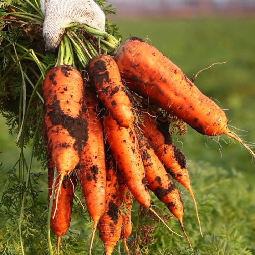 GSSHOP ���� �� ���� ���� ��Ư�� 5kg