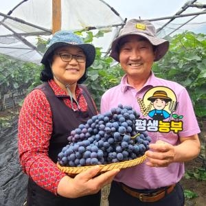  경산 머루포도 특등급 3kg [1개]