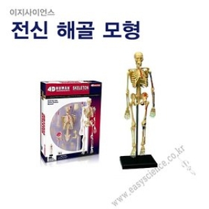  전신해골모형/고급입체퍼즐/인체모형/4D퍼즐/미니해골
