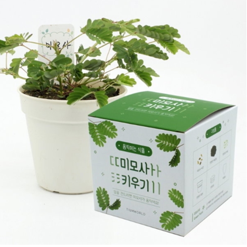 [불명] 틔움세상 움직이는 식물_미모사 키우기이미지입니다. 누르면 해당 게시물로 새창이동합니다.