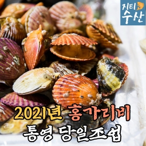 지티수산 산지직송 국산 통영 제철 생물 홍가리비 1kg [1개]