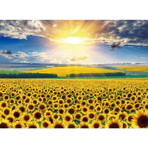 500피스퍼즐 금빛 해바라기 CA5158 퍼즐