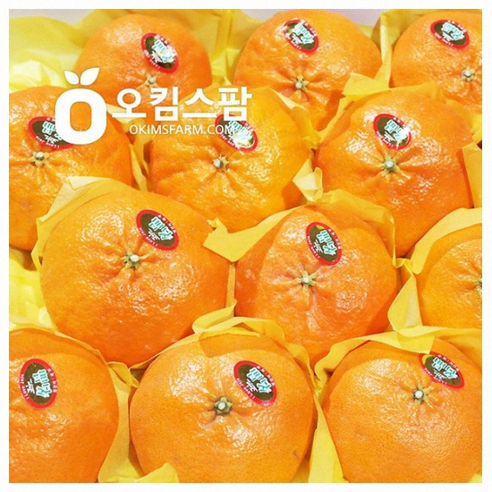 오킴스팜 제주 레드향 대과 10~12개(과) 3kg (1개)
