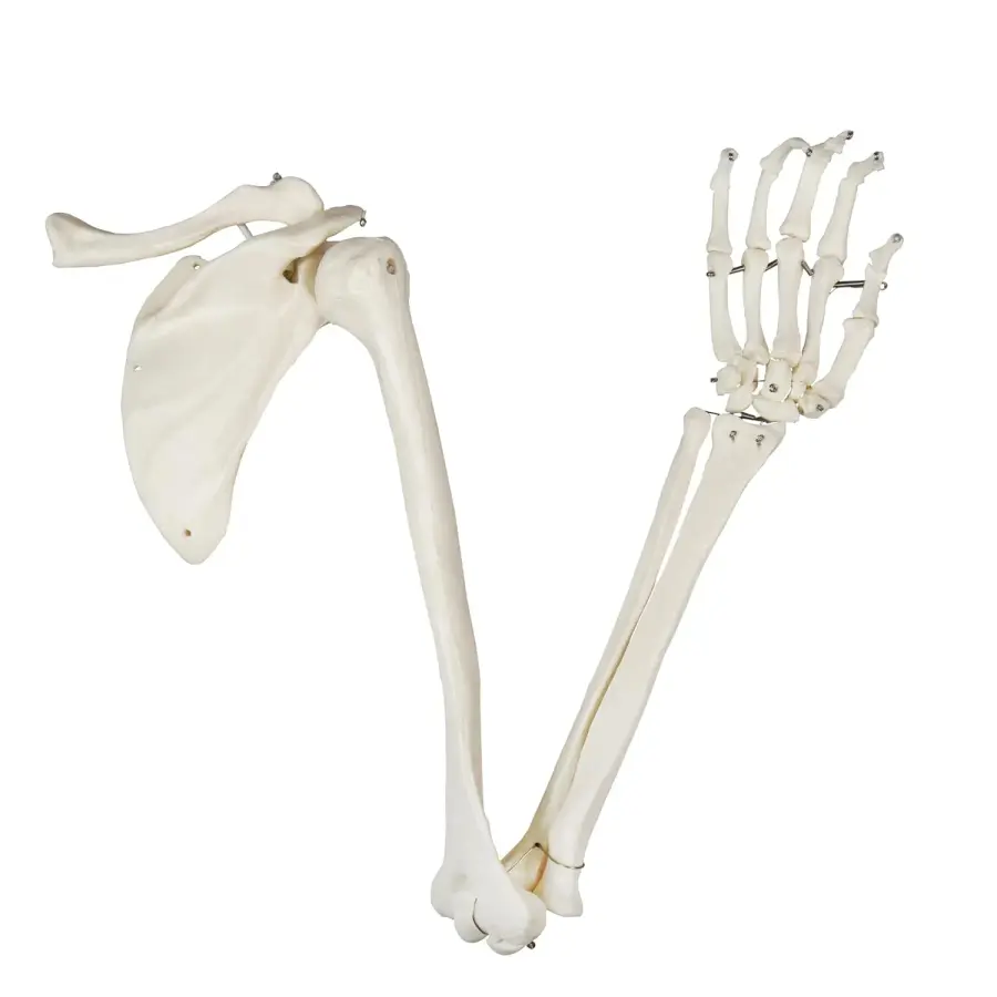 비전 사이언티픽 B10002L 실물 크기의 인간 상지 골격 모델
