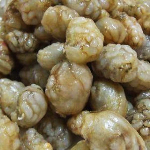 마산어시장 오만둥이 1kg (1개)_이미지