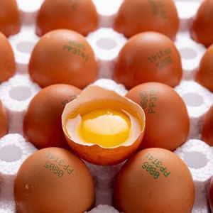더싱싱 HACCP 난각번호 1번 유정란 40구 (1개)_이미지