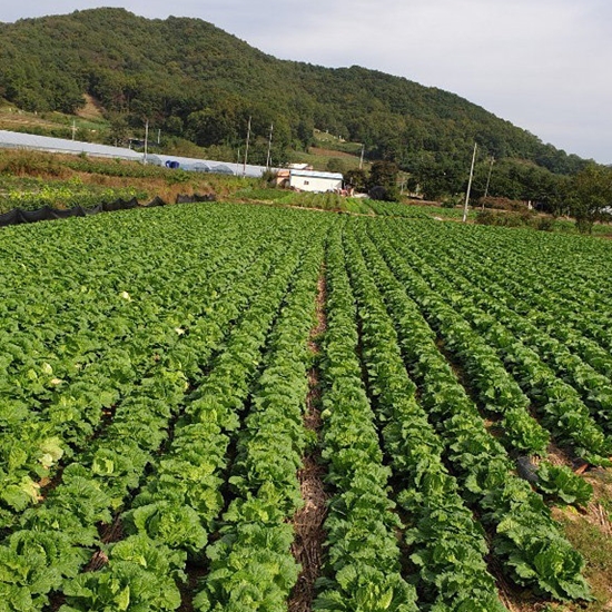 괴산 절임배추 20kg (1개)