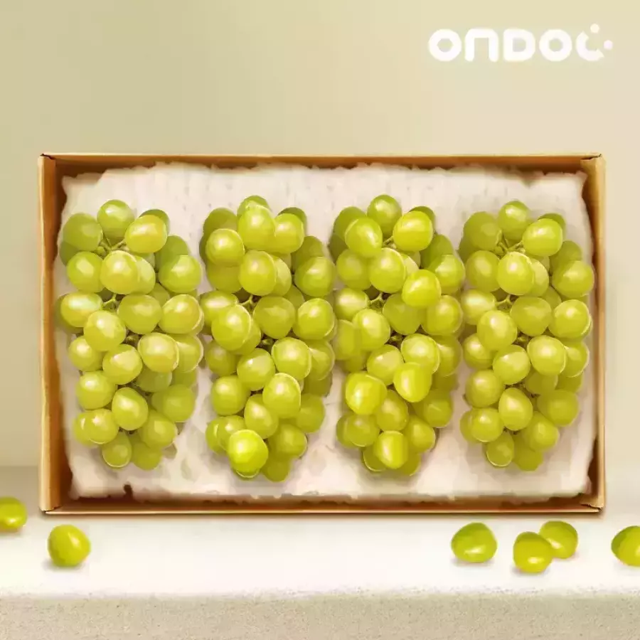 샤인머스켓 선물세트 3~4수 2kg