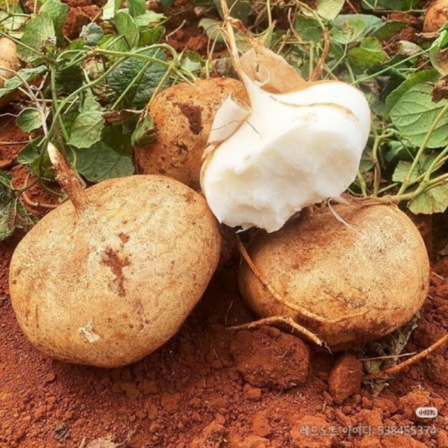 미미네마실 히카마 2.5kg (1개)_이미지