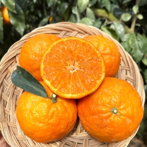 돌쇠네농산물스토어 제주 카라향 가정용 25-40과내외 2kg (2개)