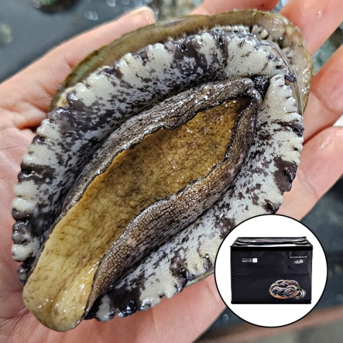 완도 활 전복 선물세트 대 11~13미 1kg