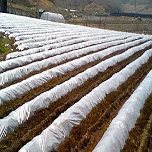 에스몰 LD 멀칭비닐 투명 0.025mm (360cm x 200m)_이미지