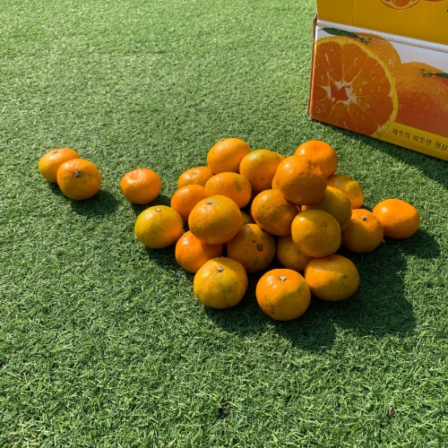 더단골 제주 타이백 감귤 로얄과 10kg