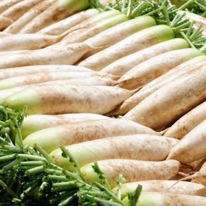 익산원예농협 김장무 5kg (1개)_이미지