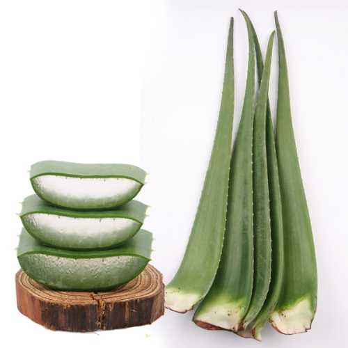 지투지샵 생 알로에 베라 5kg