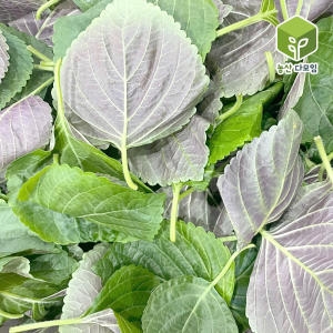 농산다모임 국내산 깨순 파지깻잎순 4kg
