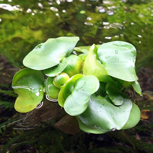 미미네아쿠아 부레옥잠 3뿌리  부상수초   치어은신처 수반 -미미_이미지